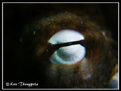"Octopus Eye" At Clifton Garden, Sydney Harbour, Australi... by Ken Thongpila 